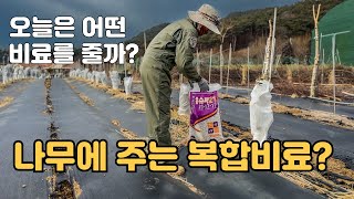 나무 비료주기 복합비료 슈퍼21 사용해 봅니다 