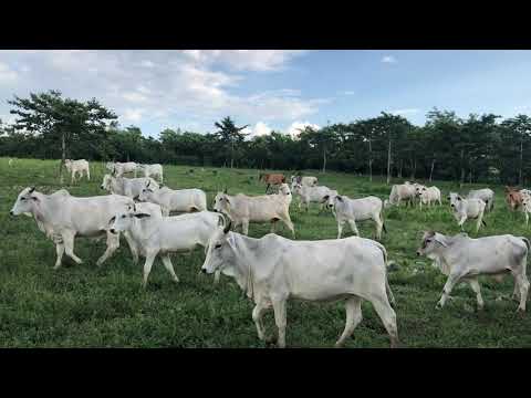 Ganado El Peten, Guatemala