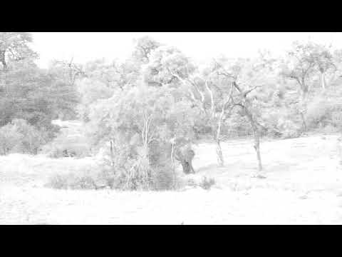 Djuma: Two Elephants pass by backside of pan  - 19:12 - 12/27/18