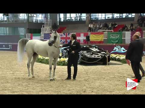 Milan SEWC 2016   Class 5B   Stallions