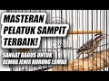 MASTERAN PELATUK SAMPIT JERNIH JEDA NEMBAK PANJANG PELATUK BERAS GACOR SUARA JERNIH DURASI PANJANG