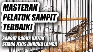 Download lagu MASTERAN PELATUK SAMPIT JERNIH JEDA NEMBAK PANJANG - PELATUK BERAS GACOR SUARA JERNIH DURASI PANJANG mp3
