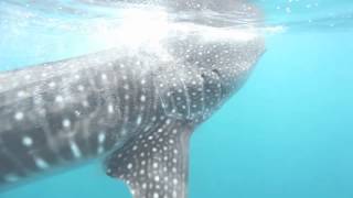 preview picture of video 'Whale Shark feeding on plankton in the Maldives, June 2012'