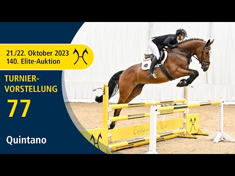 140th Elite-Auction - Oct. 21/22 - No. 77 Quintano by Qualito I - Stolzenberg - Clip 3