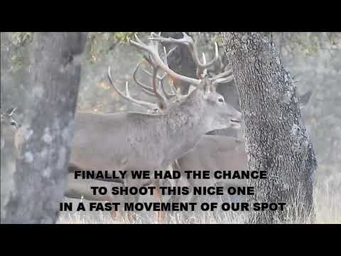 Gold Medal Stag Trophy during the rut