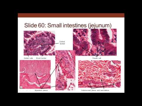 13. Medical School Histology. Digestive System I - Part 3 (Small and Large Intestines)