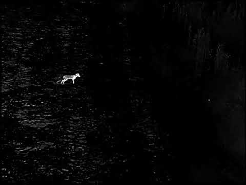 Liemke Keiler 35 Pro 2019 Fuchs auf 40 Meter