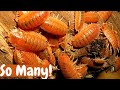 How To Culture Giant Orange Isopods How To Breed Tropical Orange Isopods 2021