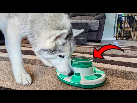 Slow Feeder + Puzzle Toy! Give Your Dogs a Puzzle Challenge!