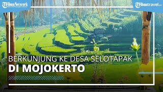 Sawah dengan Bentuk Terasering Jadi Magnet Wisatawan saat Berkunjung ke Desa Selotapak di Mojokerto