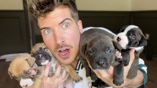 You Won’t Believe What Happened Overnight To My Puppies...