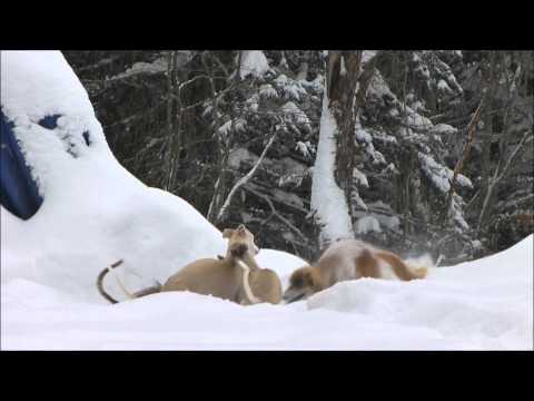 Canapus Yasirah 1 year old