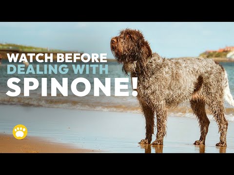 Spinone Italiano Temperament: Should You Get One?