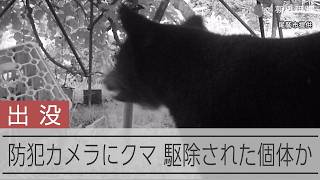 防犯カメラに映ったクマ、25日に駆除された個体か　三重・尾鷲