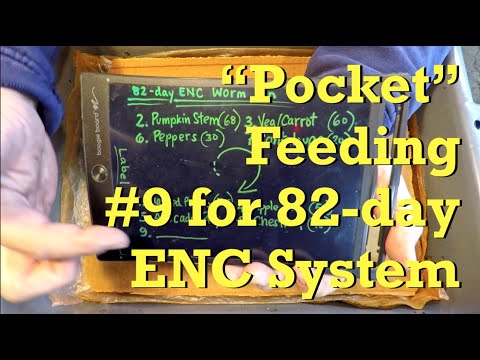 "Pocket" feeding #9 for 82-day ENC worm bin - vermicompost