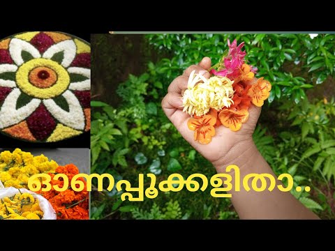 Onapookkal |Flower video Malayalam|Rabizworld ramla|Onam