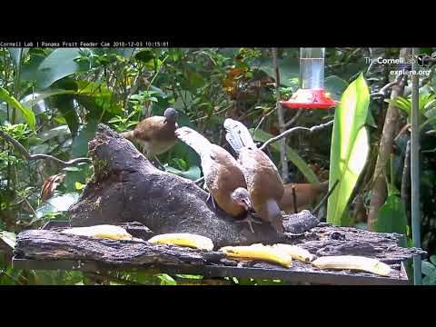 Karmnik Panama - Fruit Feeder 03.12.2018 Czakalaki