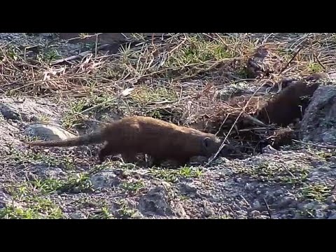 Djuma: Dwarf Mongoose group running around dried up pan - 07:35 - 09/19/20