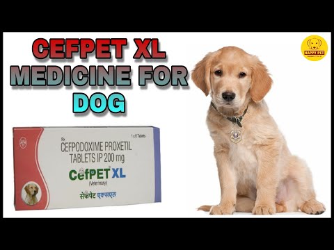 Cefpet xl medicine for dog