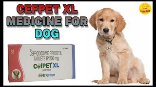 CEFPET XL Medicine for Dog || Best Bacterial Infection Medication for Dog