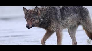 67 Seconds with British Columbia's Coastal Wolves