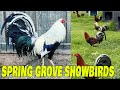 Beautiful SPRING GROVE SHOW BIRDS - Farm Visit