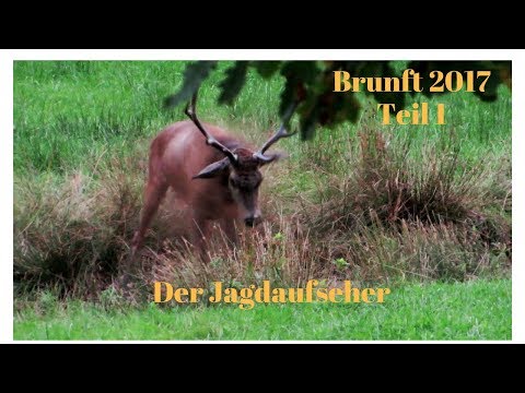 Rotwild / Red Stag / Hirschbrunft in der Eifel Teil1