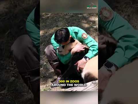 Why Pandas Are Too Bad At Surviving