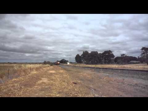 C501 L277 1872 EL ZORRO grain at Cressy 16/11/12