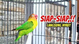 Download lagu Suara Burung Lovebird Ngekek Panjang PANDAI Memancing BUNYI, Lovebird Sulit Bunyi Langsung NYAUT mp3 Download lagu Suara Burung Lovebird Ngekek Panjang PANDAI Memancing BUNYI, Lovebird Sulit Bunyi Langsung NYAUT mp3