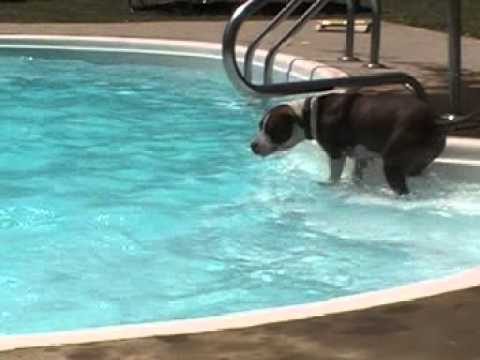 Sassy in the pool....