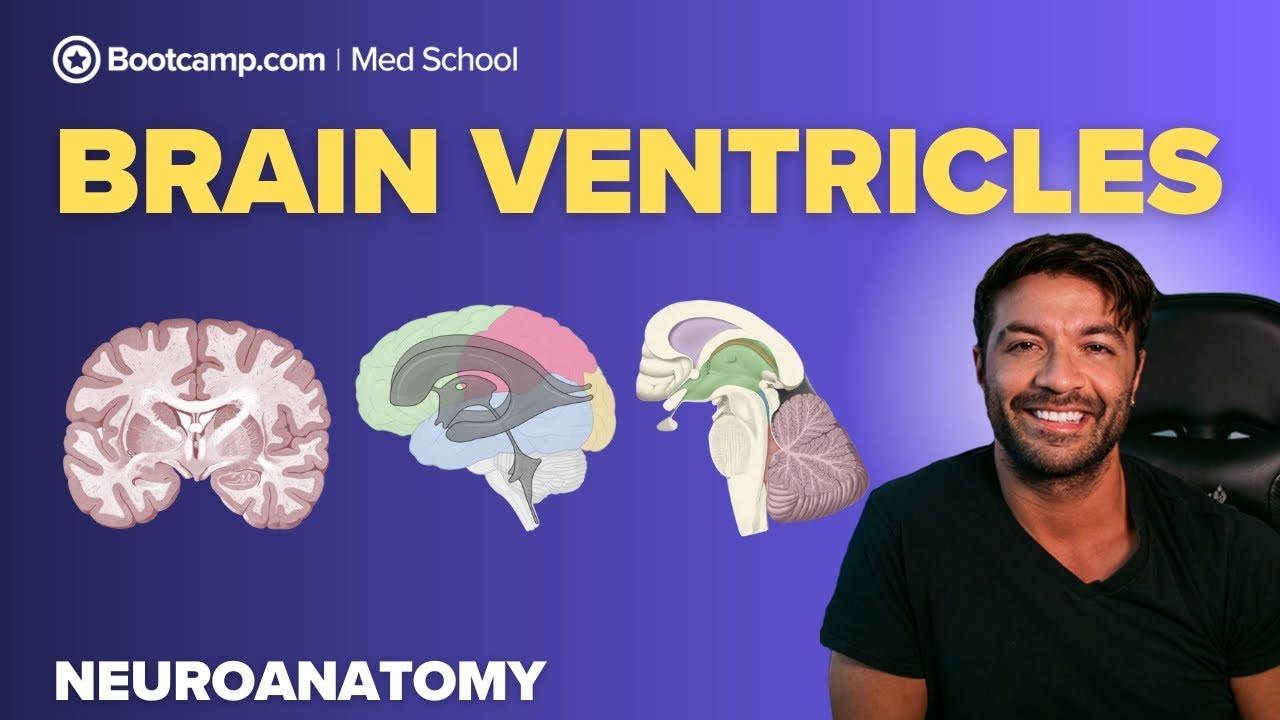 Brain Ventricles Overview | The Lateral, 3rd, & 4th Ventricles + CSF Pathways
