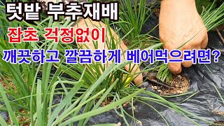 텃밭 부추재배. 잡초 걱정 없이 깨끗하고 깔끔하게 키워 베어먹으려면?(텃밭농사 채소재배, 부추심기, 부추가꾸…