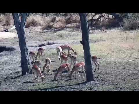 Djuma: Impalas feeding at shallow end of dam - 09:54 - 09/13/21