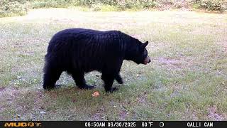 Resident Black Bear