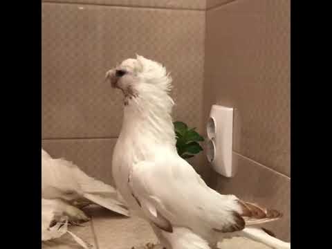 16 ЯНВАРЯ 2020г Узбекские Голуби