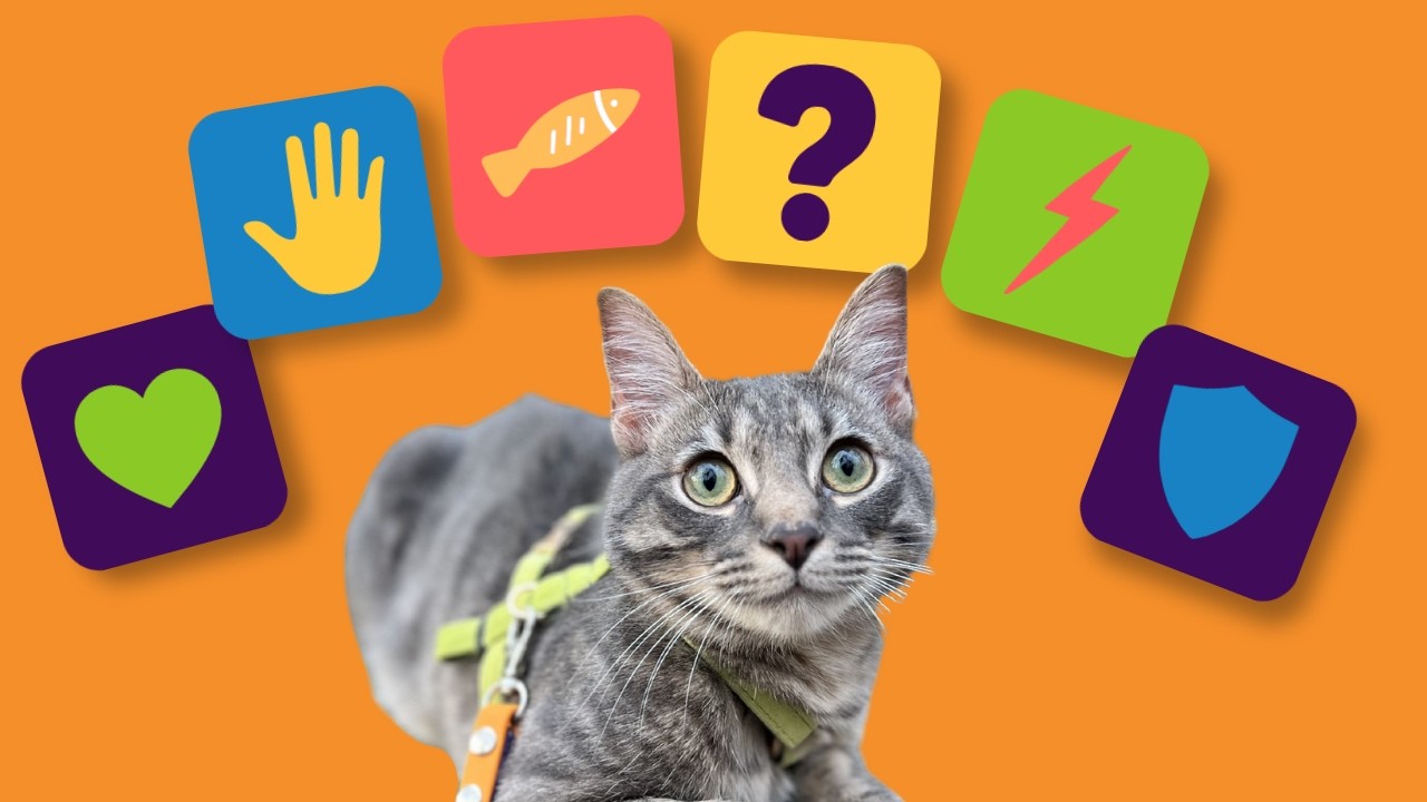 Is Your Cat Meant for Outdoor Adventures? 6 Personality Traits to Look For