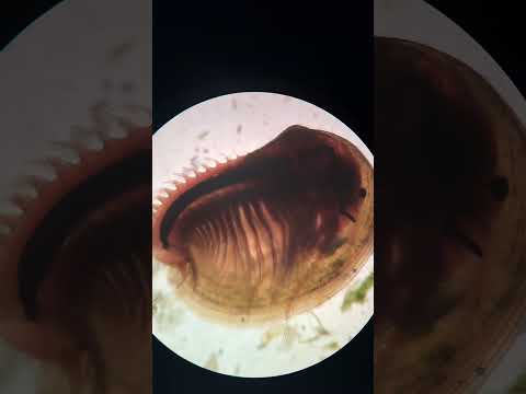 Clam shrimp ( Cyzicus )