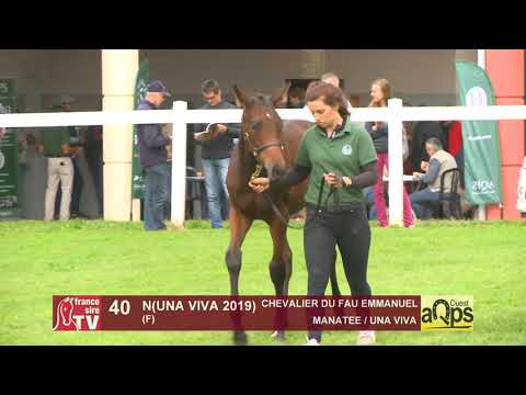 Show Aqps Ouest 2019 : Lot 40 - NUNA VIVA 2019