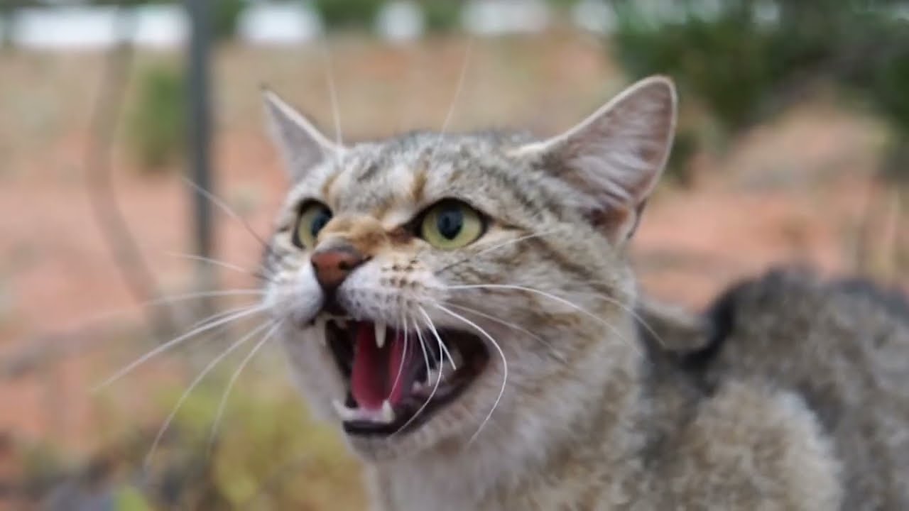 Indigenous Ranger feral cat management in Western Australia (short)
