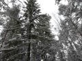 Звуки вороны в зимнем лесу 