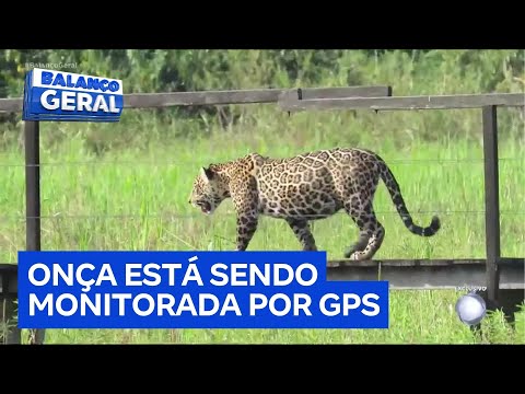 Pesquisadores descobrem onça-pintada que viajou mais de 1.600 km pelo Brasil em três meses