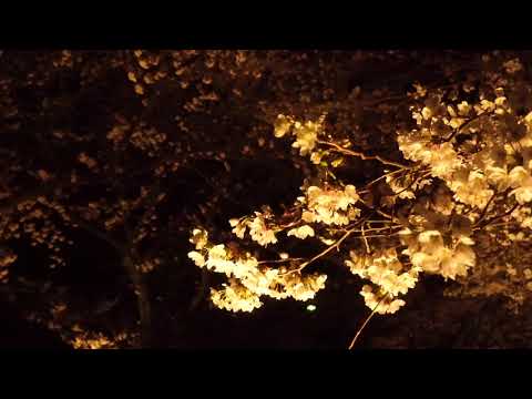 夜の森桜トンネル（富岡町）