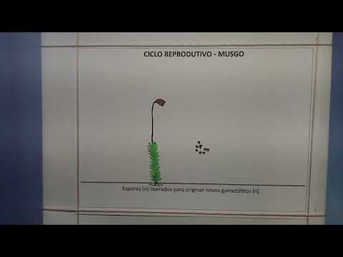 Ciclo de vida - Musgo (Briófitas)