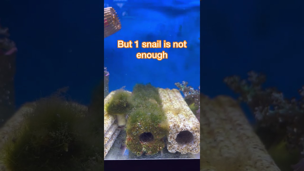Nano tank cycling day 14 add clean up crew Turbo snail -no filter no skimmer #nanoreef #nanoreeftank