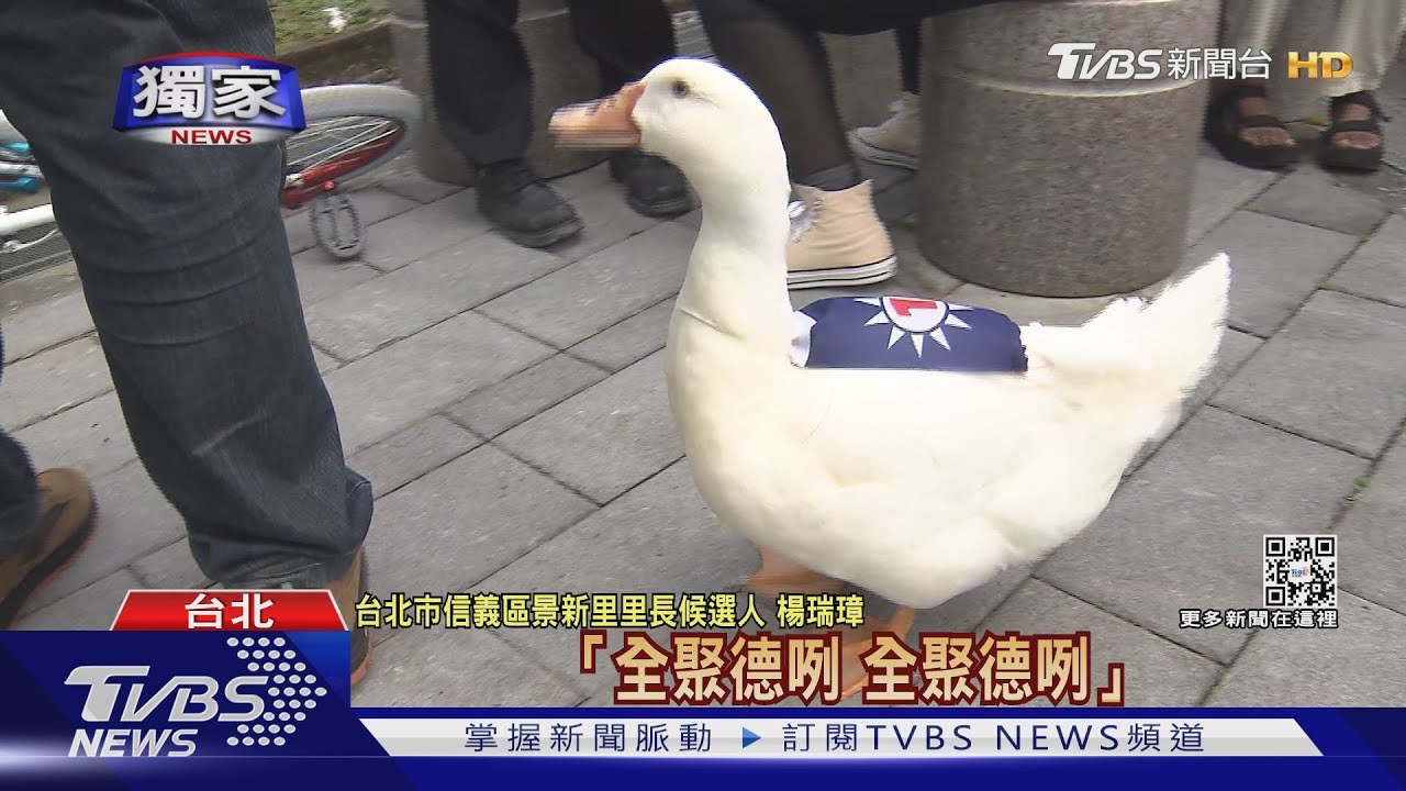 另類毛孩助選!里長候選人帶鴨子「全聚德」拜票 政治人物貓犬出動