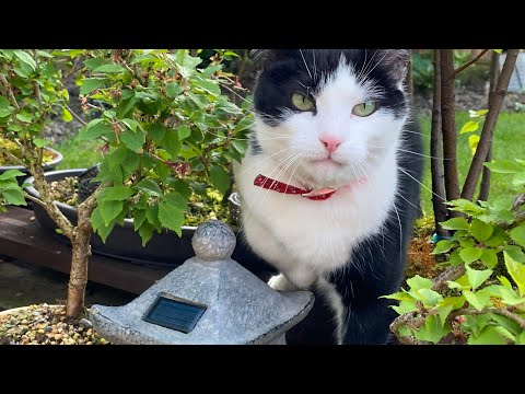 Bonsai and Cats