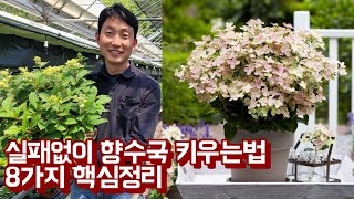 실패없이 향수국 키우는 8가지 핵심 총정리 (완결편)