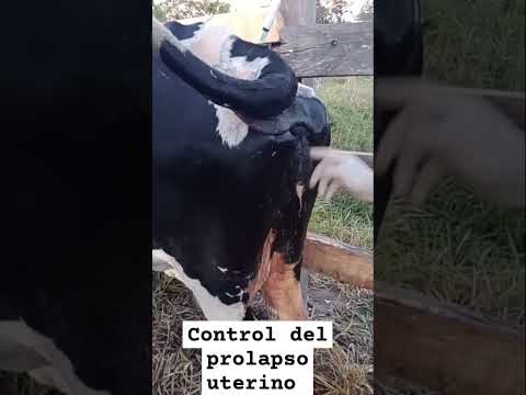 , title : 'COMO CONTROLAR EL PROLAPSO UTERINO.    #colombia #ganado #arauca #prolapse #bovino #medicina'