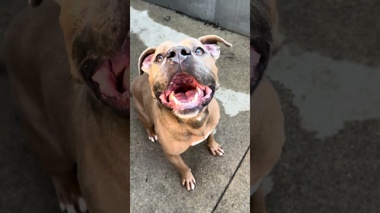 Enlarge General Tso, a ADOPTABLE Pit Bull Terrier in Chicago, IL video 5/5
